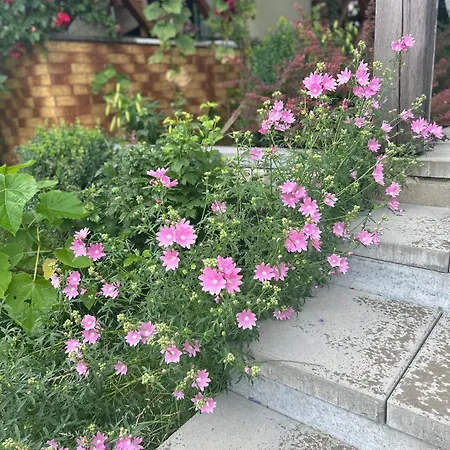 Siedlisko Lubie بيت للعطل Złocieniec